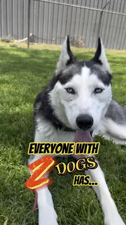 Everyone with 2 dogs
