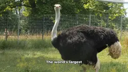 Ostrich 