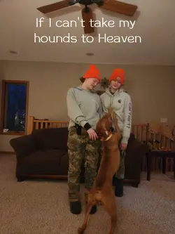 dogs