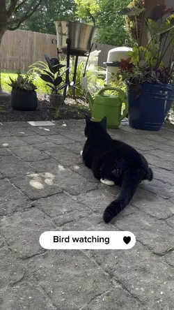 Bird watching 