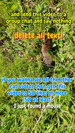 it a little rat
