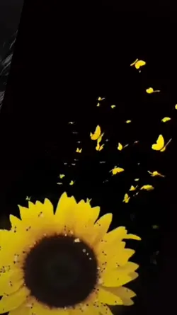 GIRASOL 