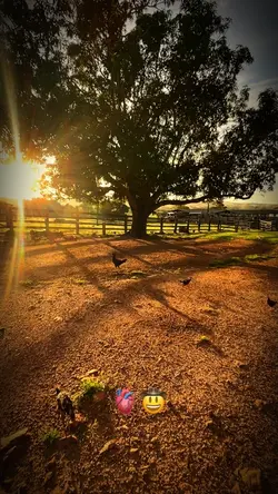 Fazenda 