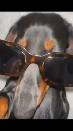 Wiener dog