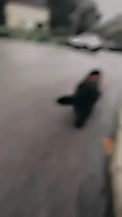 Booty bounce