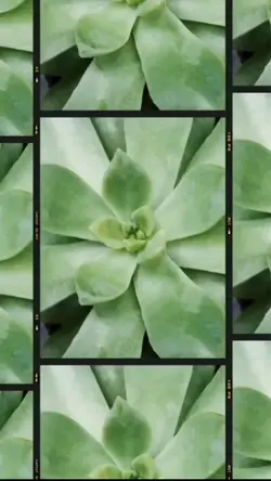 Plantas