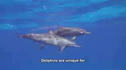 AmazingDolphin Facts