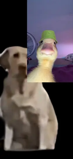 Dancing dog