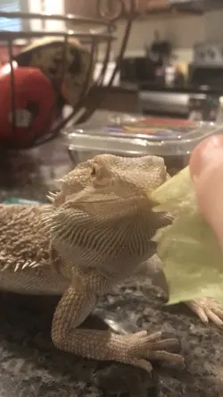 Feeding jumper (P2)