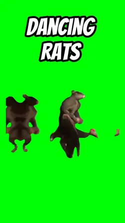 Dancing rats