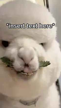 Llama meme