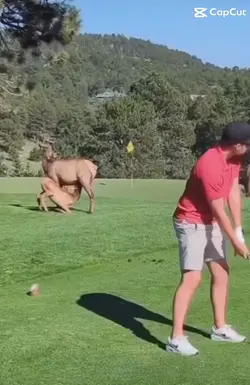 Deer