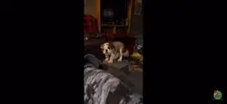 Dog and cat memes