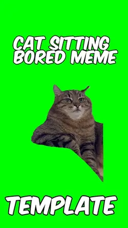 Cat bored 