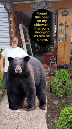 Pet Bear