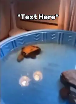 Turtle skating meme 