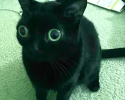 Creature feature AI 