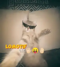 lomotif vem