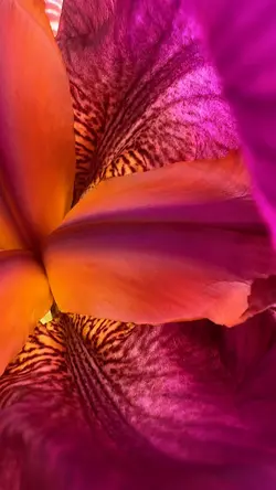 Flower Power