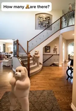 How many bears?