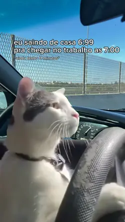 Gatinho dirigindo