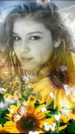 Sunflowers shine