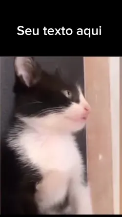 gato meme 