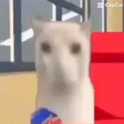Big back cat
