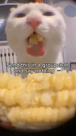 Cat corn