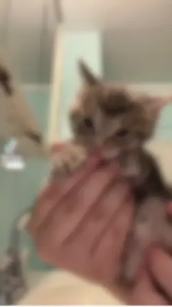 Kitty does tyladacne