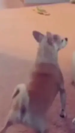 Dancing dog meme