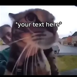 Meeeh Cat Mene