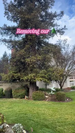 Removing 🌲 