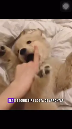AMOR DE 4 PATAS