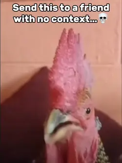 Rooster Meme