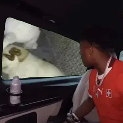 meme speed