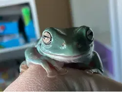 Meet my frogs