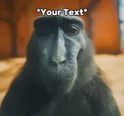 Monkey Riz
