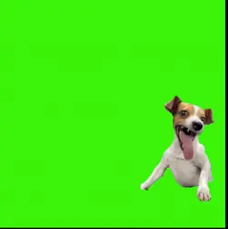 Meme tela verde 