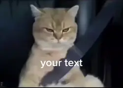 angry cat