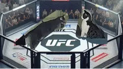 Ufc