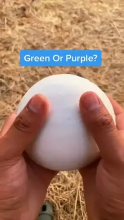 guess the color
