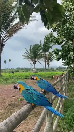 natureza divina 
