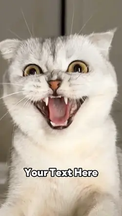 Laughing Cats