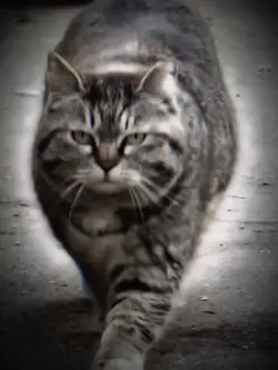 Cool Cat