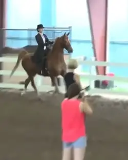 3-gaited saddlebreds