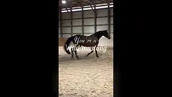 Wild mustang