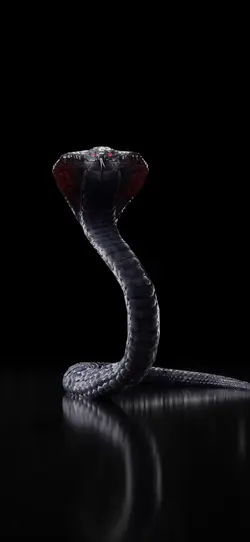 Cobra