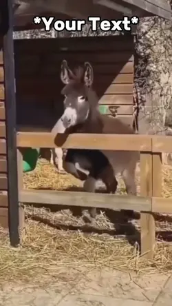 Donkey Meme