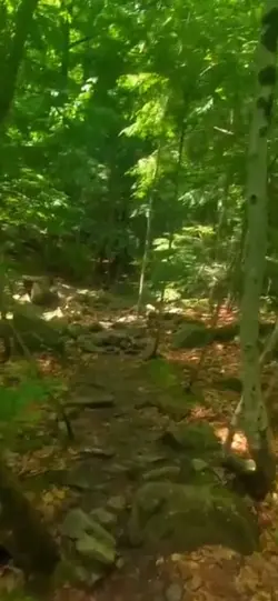 Nature video/ edit 